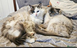 Ragdoll cats for sale: 4 Ragdoll Boys  - Image 19