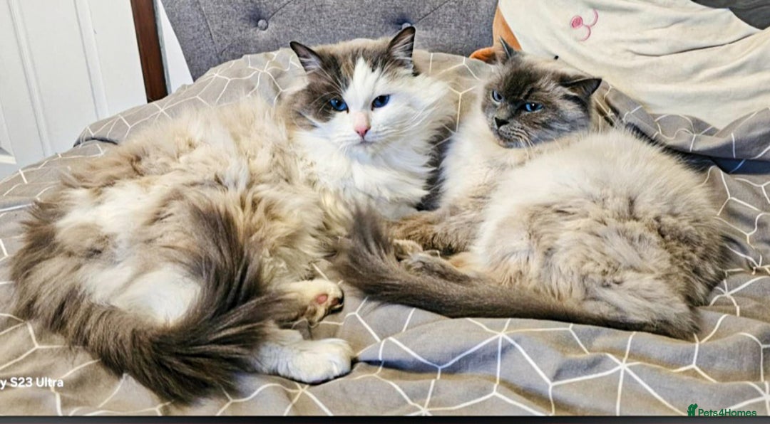 Ragdoll cats for sale: 4 Ragdoll Boys  - Image 19