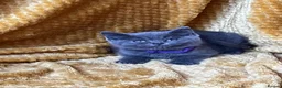 Mixed Breed cats for sale: 🏆GCCF Elizabeth (Ragdoll) x Toras (BSH) kittens🐾 - Advert 11