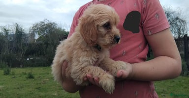 Cockapoo dogs - Advert 6