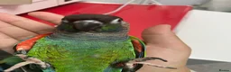 Conures birds for sale: Green cheeked conures in Manchester - Advert 4