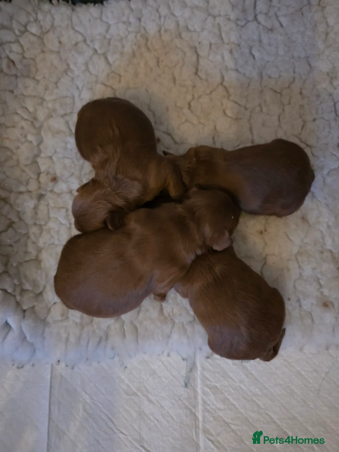 Australian Labradoodle dogs for sale:  👑 Multigen Toy Bred Australian Double Doodles 👑 - Advert 2