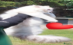 Ragdoll cats for sale: 🔥PRESTIGIOUS BEAST SIZE EU FEMALE🔥  - Advert 9