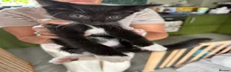 Mixed Breed cats for sale: 5 kittens available now - Advert 2