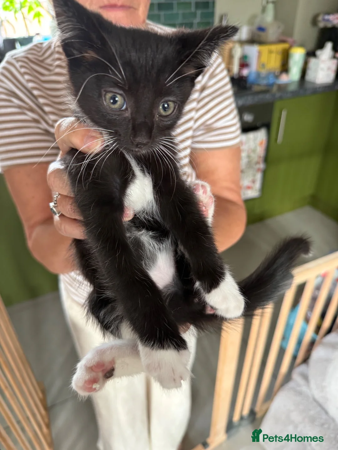 Mixed Breed cats for sale: 5 kittens available now - Advert 2