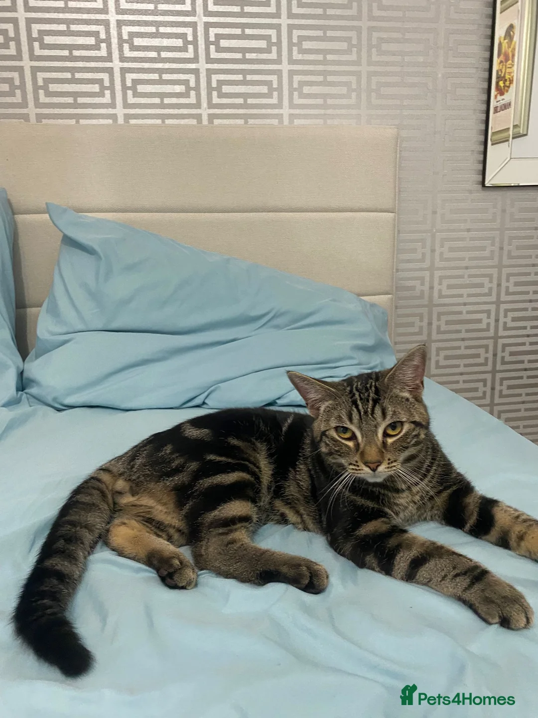 British Shorthair cats for sale: Kittens of 6 months NEED GONE URGENTLY  - Advert 13