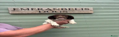 English Springer Spaniel 1