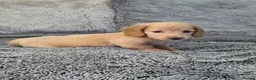 Miniature Dachshund dogs for sale: Cream miniature Dachshund males - Advert 23