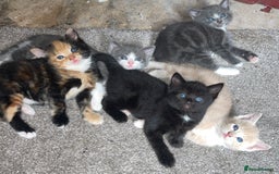 Mixed Breed cats for sale: 2 black kittens available £60!!! - Image 2