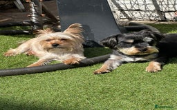 Yorkshire Terrier dogs for sale: Puppy Yorkshire terrier  - Image 7