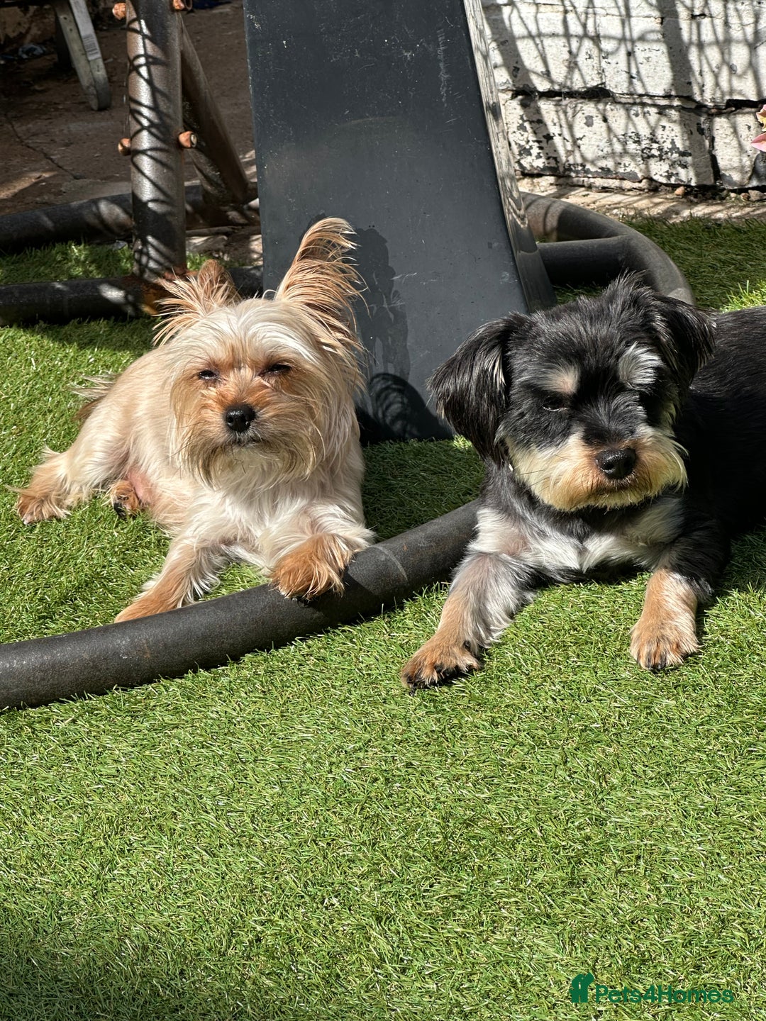 Yorkshire Terrier dogs for sale: Puppy Yorkshire terrier  - Image 7