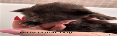 Blue collar boy black smoke 