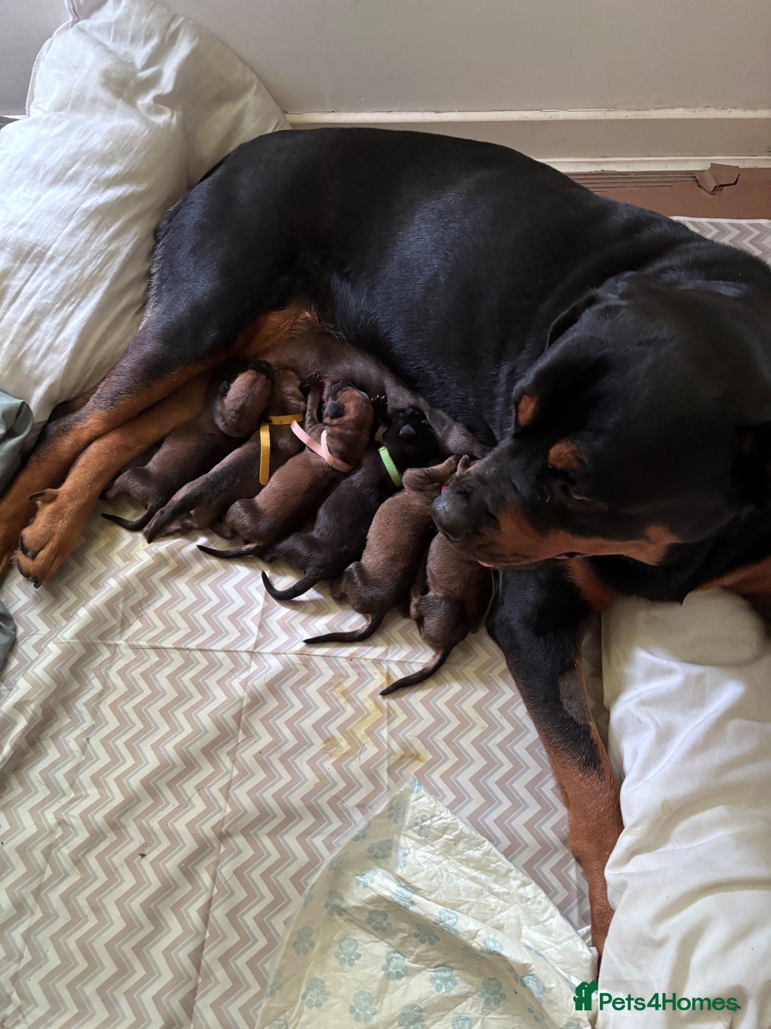 Mixed Breed dogs Great Rottie (Dane Weiler) Puppies - Advert 16