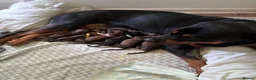Mixed Breed dogs for sale: Great Rottie (Dane Weiler) Puppies - Advert 3