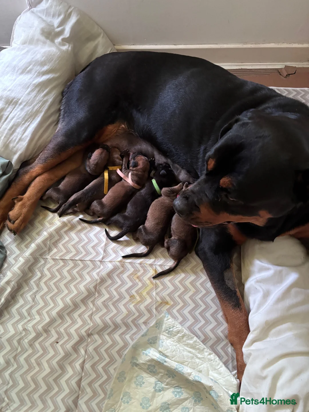 Mixed Breed dogs for sale: Great Rottie (Dane Weiler) Puppies - Advert 3