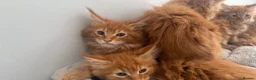 Maine Coon cats for sale: Stunning maine coon kittens xl excellent quality  - Advert 9