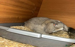 Mini Lion Lop rabbits for sale: Male and female mini lop - Advert 5