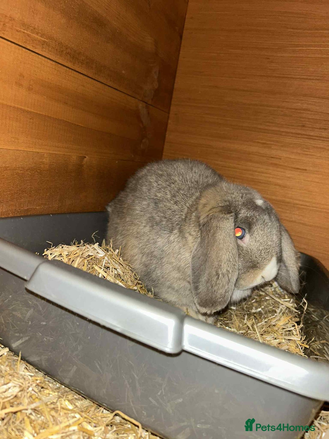 Mini Lion Lop rabbits for sale: Male and female mini lop - Advert 5