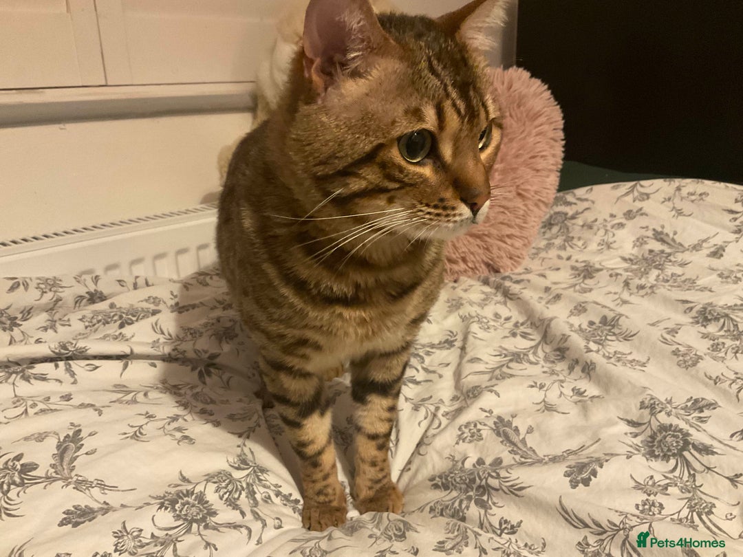 Bengal cats for sale: Beautiful Pure Bengal  - Image 5