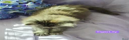 Maine Coon cats for sale: Pure maincoons ready 17/10/26 in Market Drayton - Advert 6