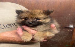 Pomeranian dogs for sale: Teacup Pomeranians Puppies  - Image 3