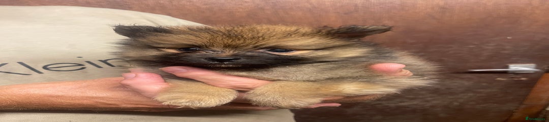 Pomeranian Puppy 1
