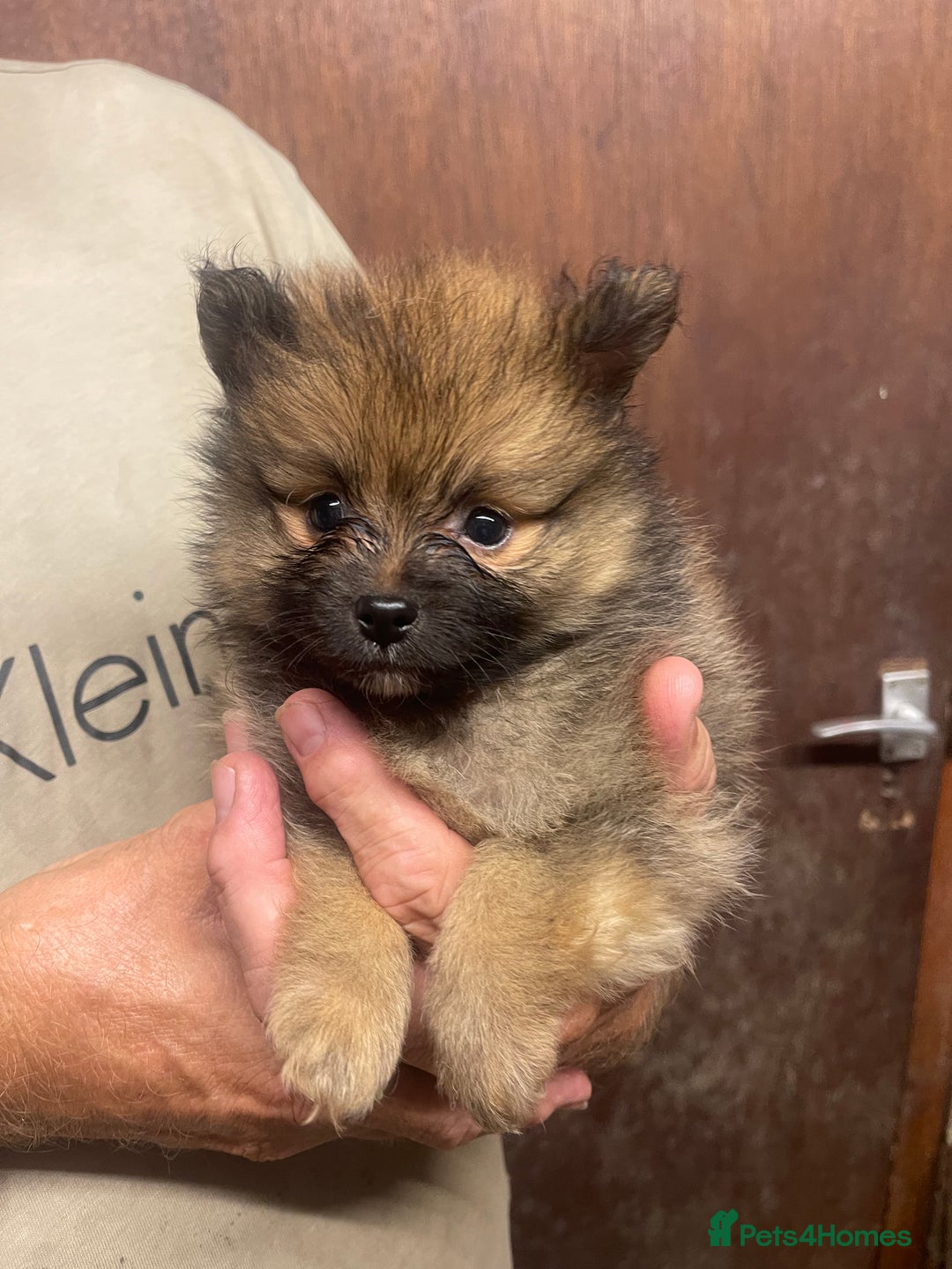 Pomeranian dogs for sale: Teacup Pomeranians Puppies  - Image 3