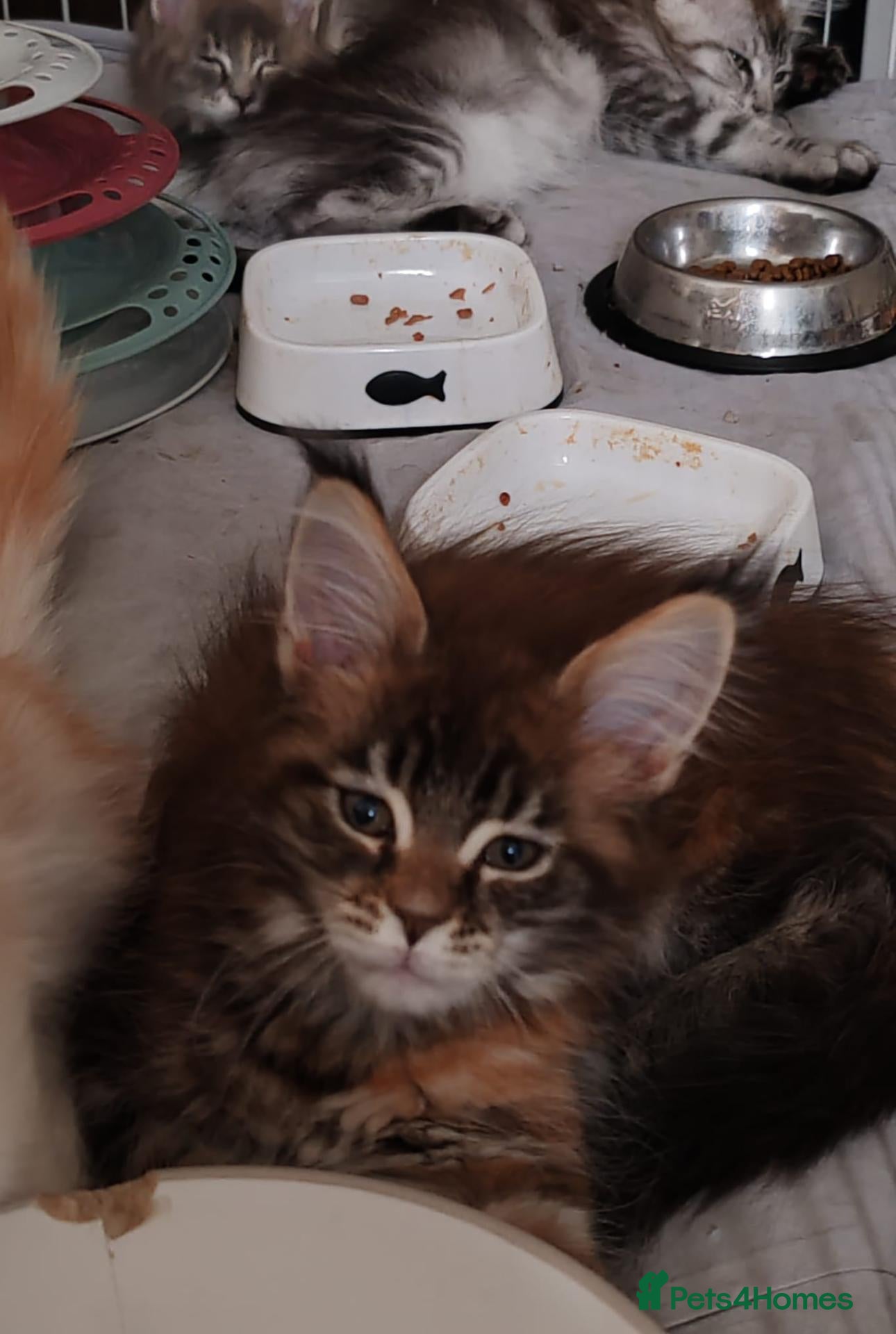 Maine Coon cats Russian bloodline Maine coon kittens - Advert 1