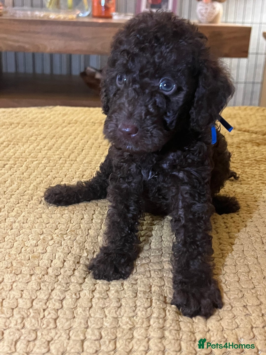 Cockapoo dogs for sale: Cockapoo puppies  - Image 35