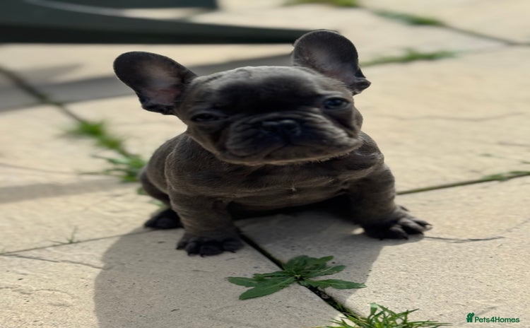French Bulldog dogs - Advert 1