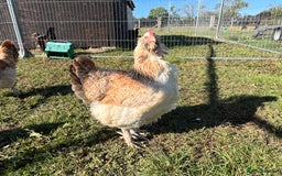 Chickens poultry for sale: Trio salmon faverolles - Image 2