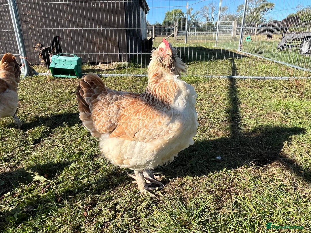 Chickens poultry for sale: Trio salmon faverolles - Image 2