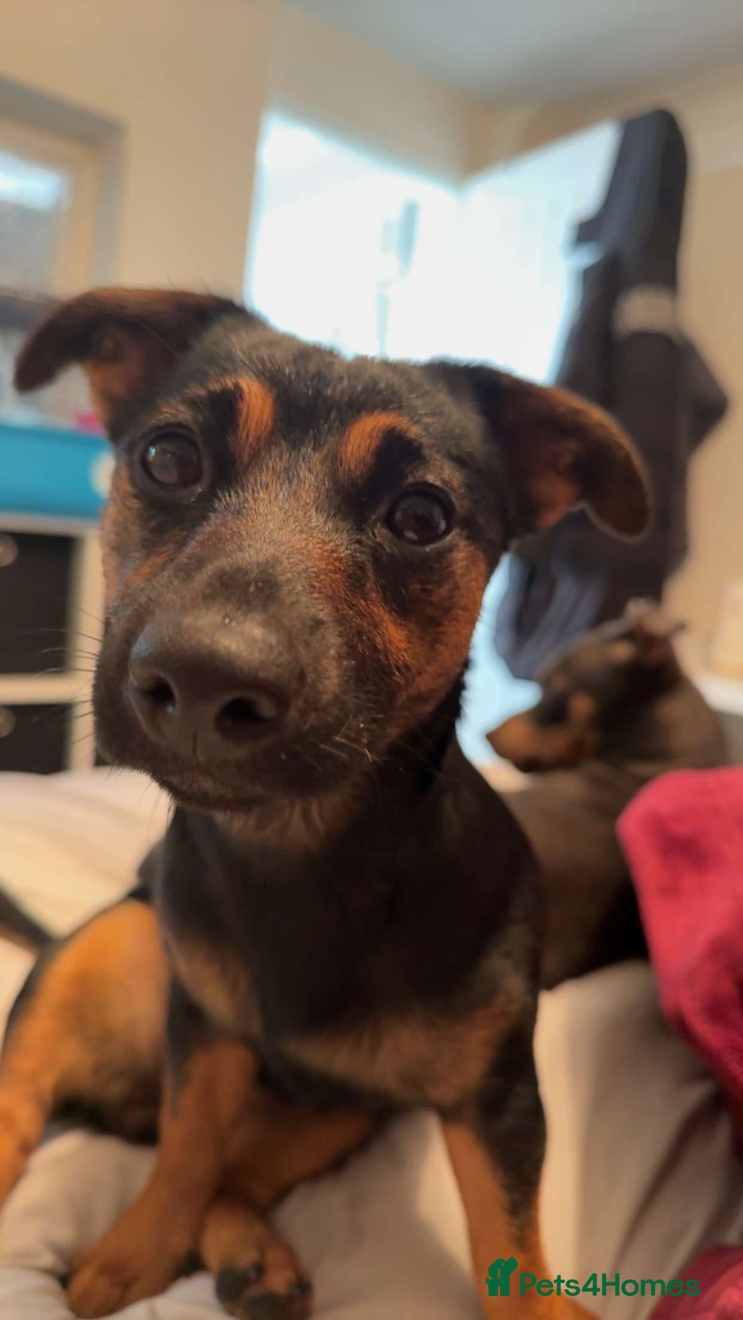 Jack Russell dogs for sale: Jack Russell puppies  - Advert 6
