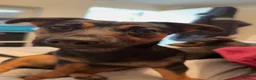 Jack Russell dogs for sale: Jack Russell puppies  in High Wycombe - Advert 1