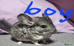 Chinchilla rodents for sale: We have several baby chinchillas  - Image 4
