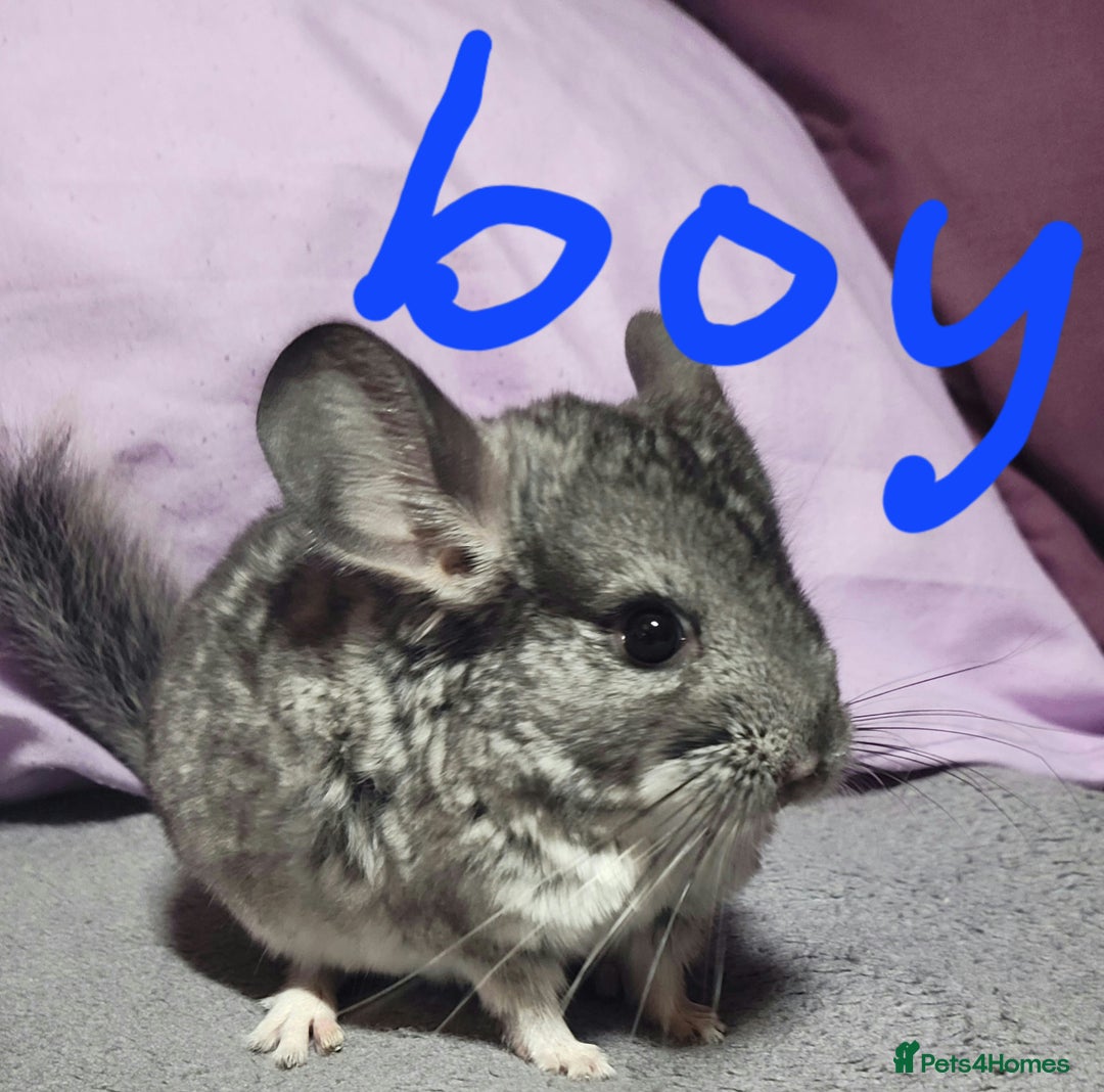 Chinchilla rodents for sale: We have several baby chinchillas  - Image 4