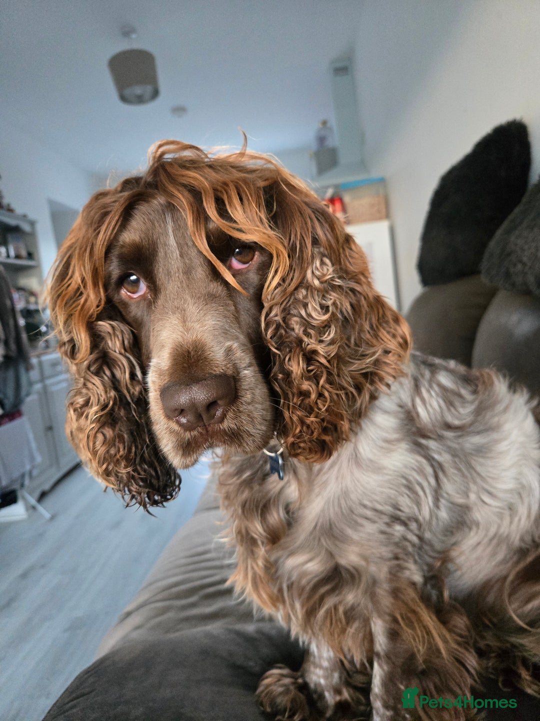 Mixed Breed dogs for sale: Beautiful male pup - Advert 3