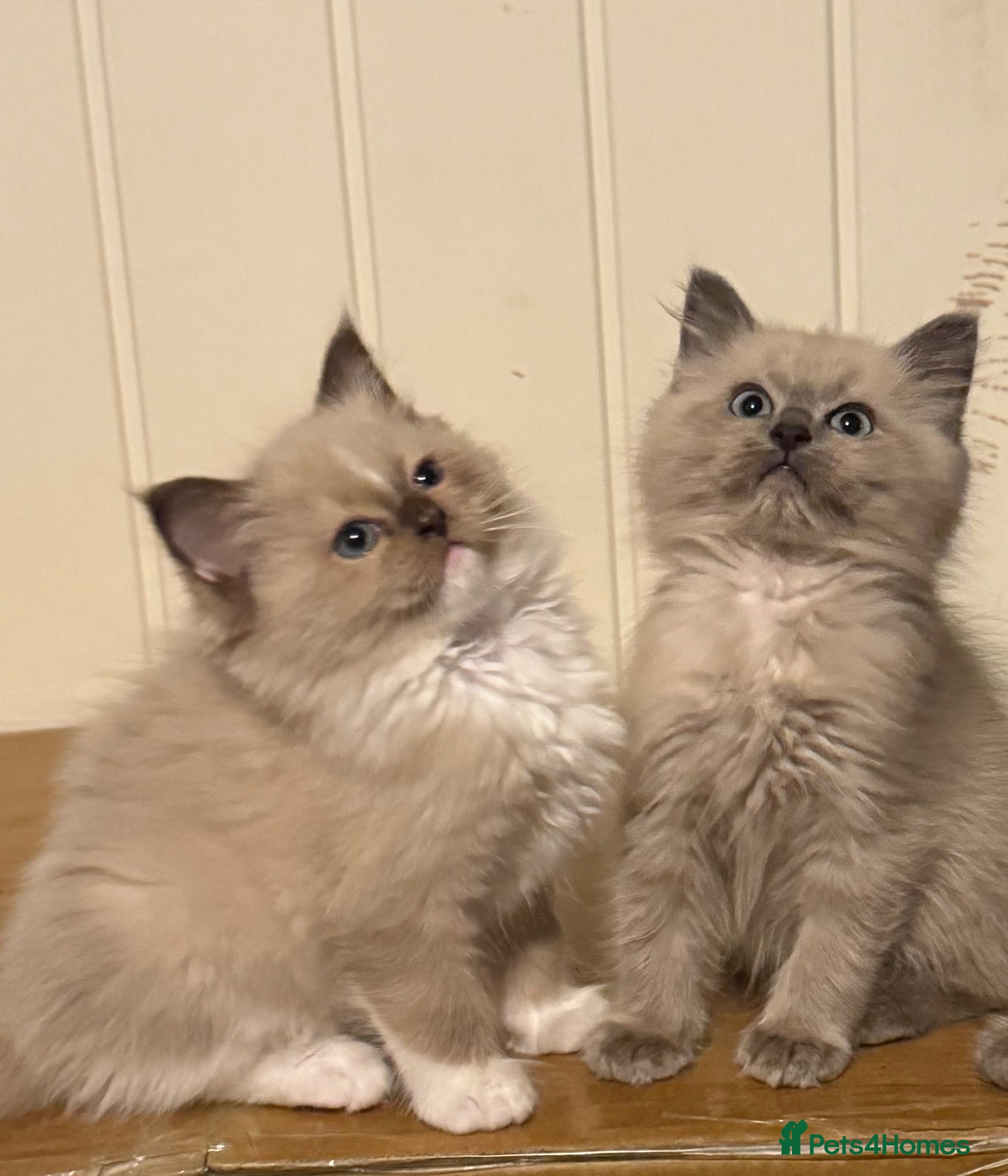 Ragdoll cats TICA Reg Rare Cherubim Ragdolls - Advert 9