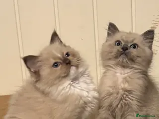 Ragdoll cats TICA Reg Rare Cherubim Ragdolls - Advert 3