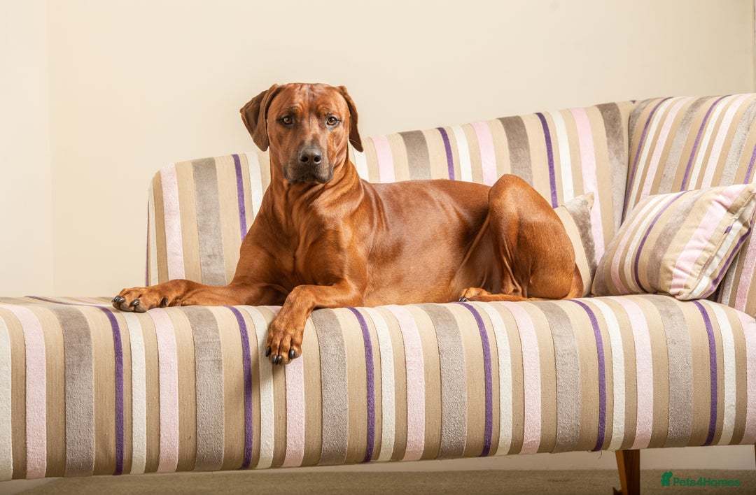 Rhodesian Ridgeback dogs for stud: (Our Duke) in Leominster - Image 5