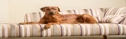 Rhodesian Ridgeback dogs for stud: (Our Duke) in Leominster - Advert 5