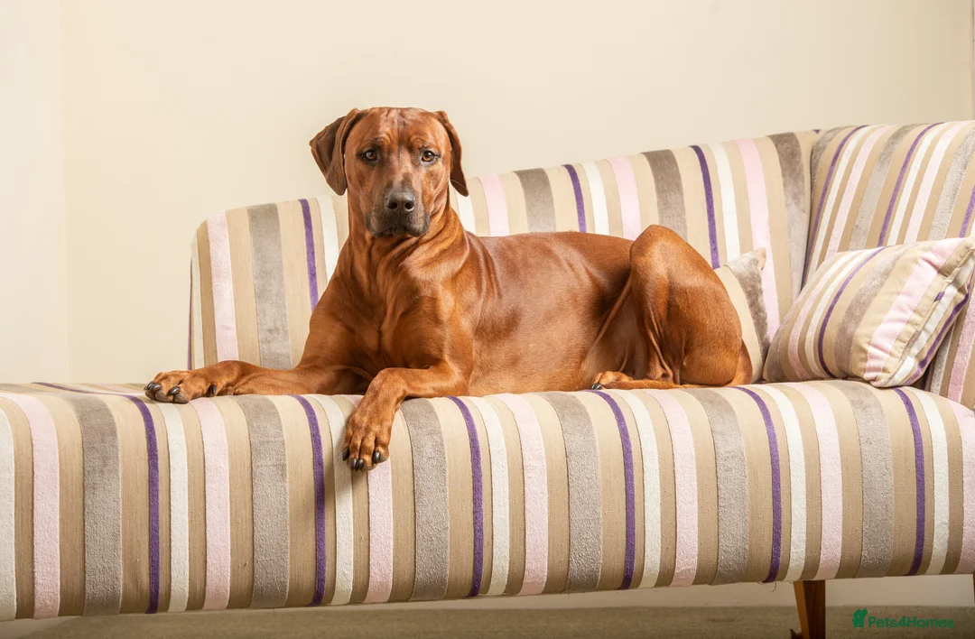 Rhodesian Ridgeback dogs for stud: (Our Duke) in Leominster - Advert 5