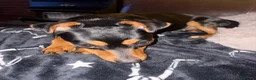 Mixed Breed dogs for sale: Black and tan Jack Russell x in Kingswinford - Advert 6