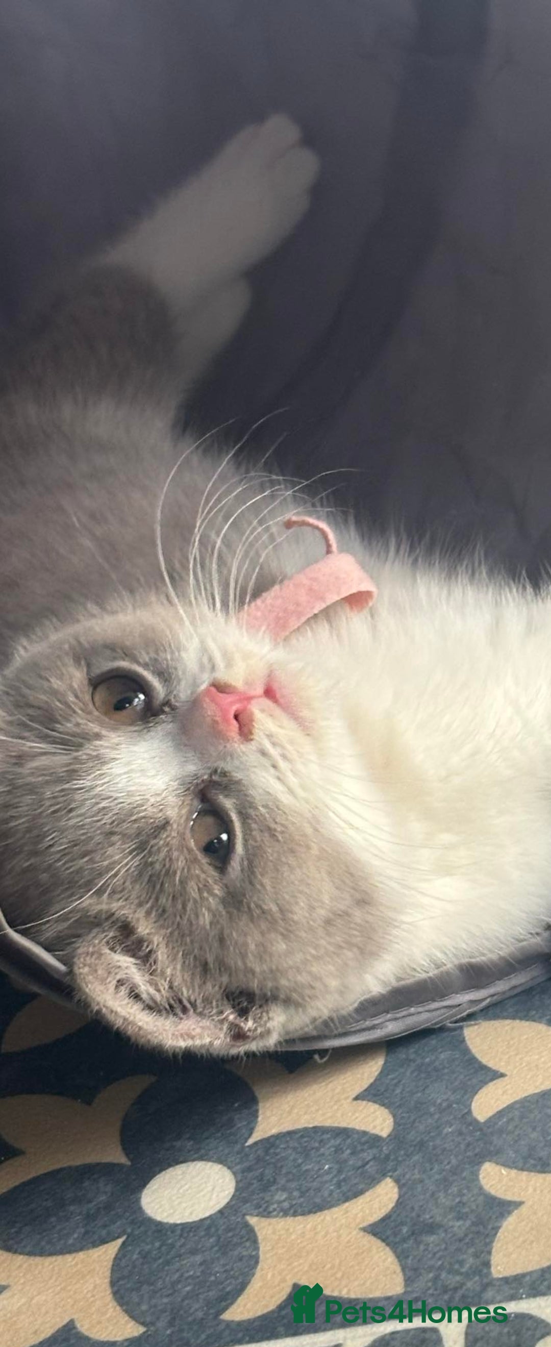 British Shorthair cats for sale: Bsh reading now 1 girl - Image 6