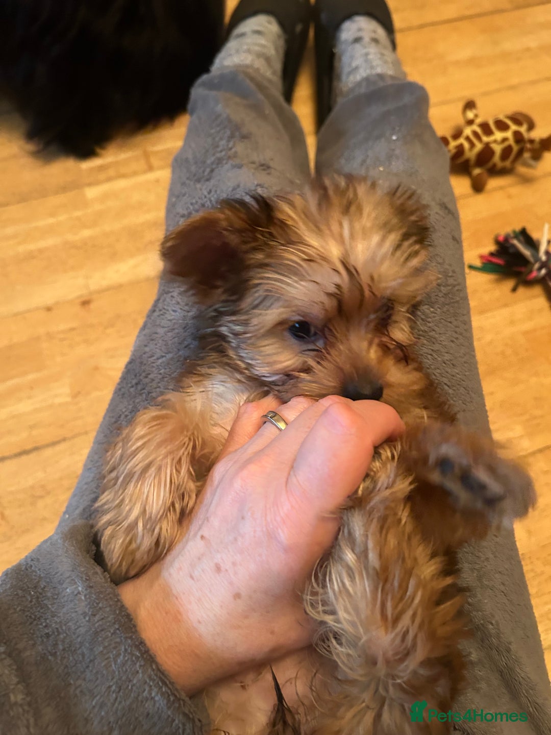 Biewer Terrier dogs for sale: Choco,black & ocean pearl Biewer Terrier - Advert 8