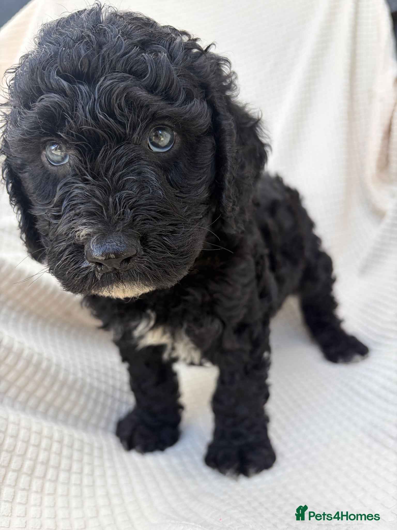 Cockapoo dogs 🐾STUNNING F1 COCKERPOOS 🐾 - Advert 1