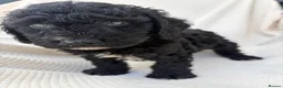 Cockapoo dogs for sale: 🐾STUNNING F1 COCKERPOOS 🐾 - Advert 7