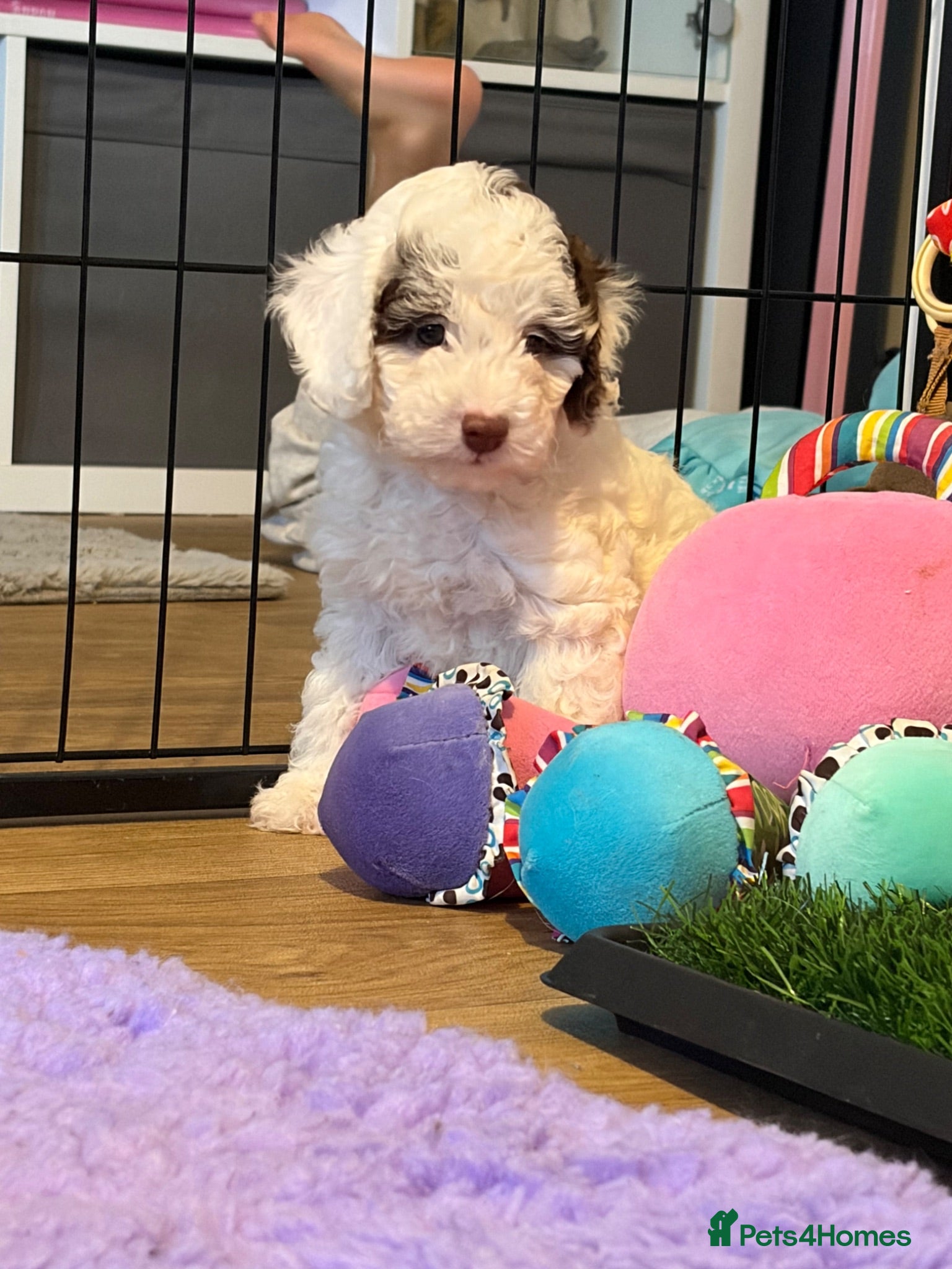 Cockapoo dogs 1 puppy left! Litter of f1b cockapoo girls - Advert 12
