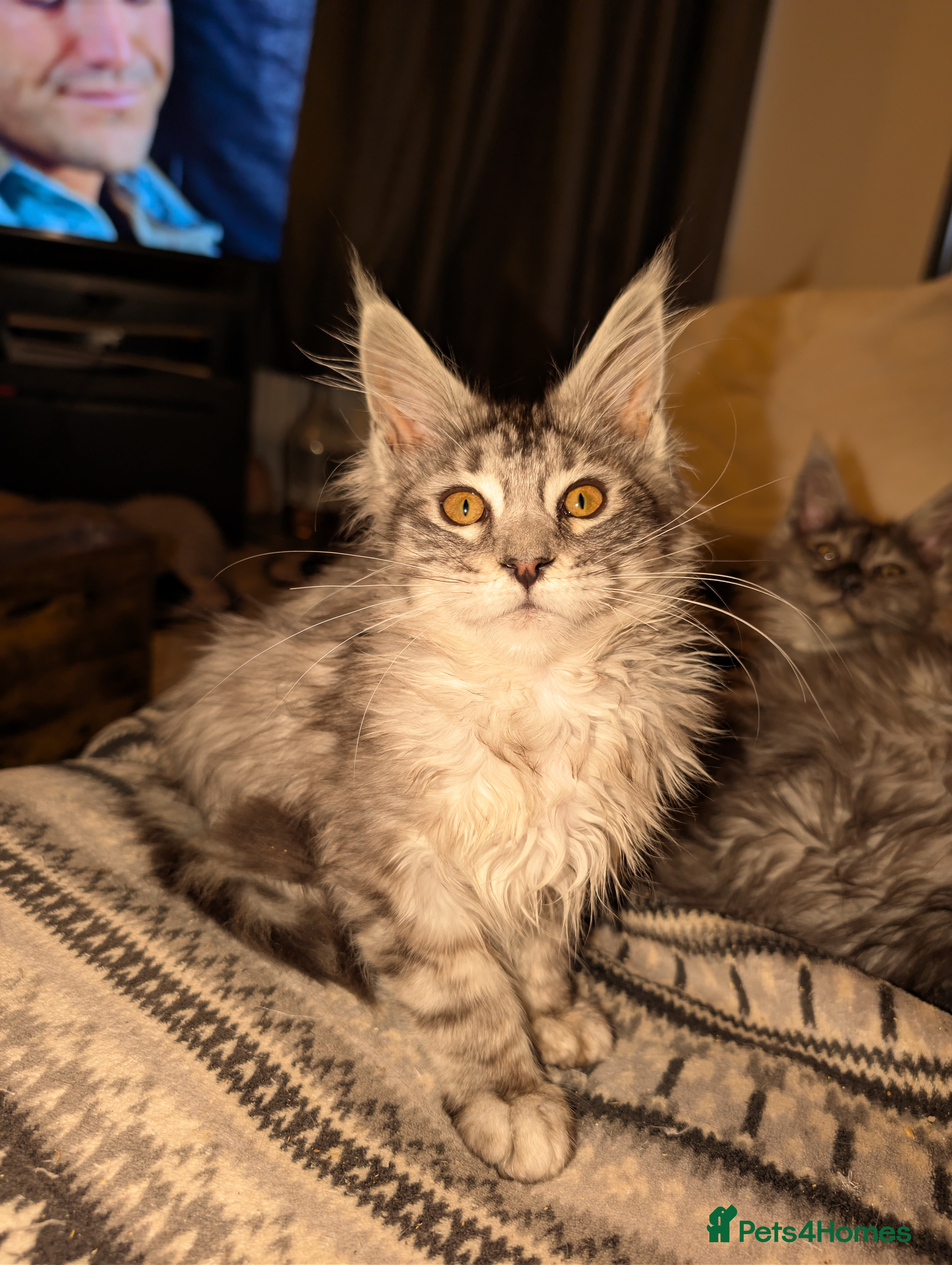 Maine Coon cats Mainecoon kittens  - Advert 1