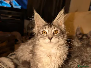 Maine Coon cats Mainecoon kittens - Advert 1